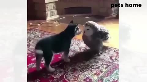 funny animals