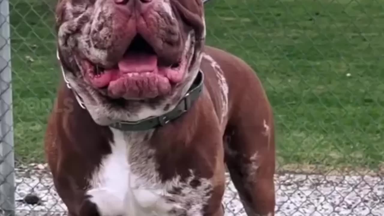 5 Most deadlist dog breeds in the world# shorts