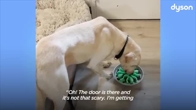 Two Rescue Labs Who Were Completely Frozen | The Dodo Adopt Me!