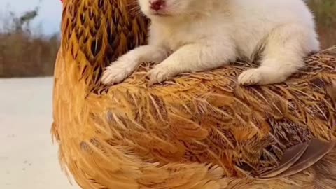 Mother love is beyond of imagination | Caring Chicken Mother & Cute Puppy