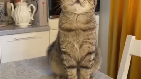 Funny And Cute Aminals Shorts