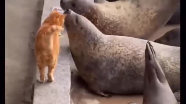 Best funny animals