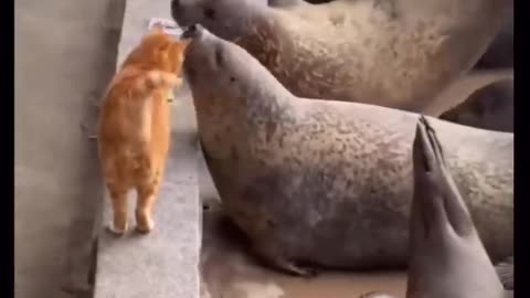 Best funny animals