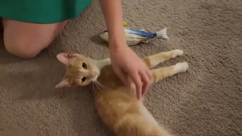 Cats funny