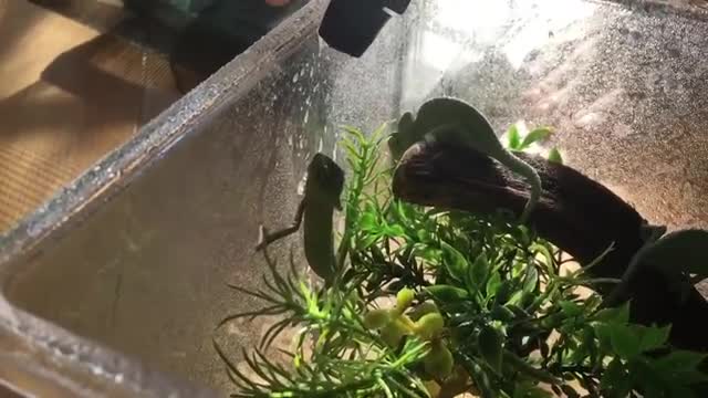 Little chameleon drinking water