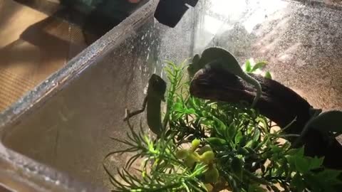 Little chameleon drinking water