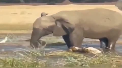 River Predator Ambush: Alligator Takes On a Chubby Elephant!