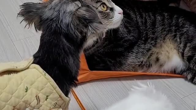 사랑하는 고양이