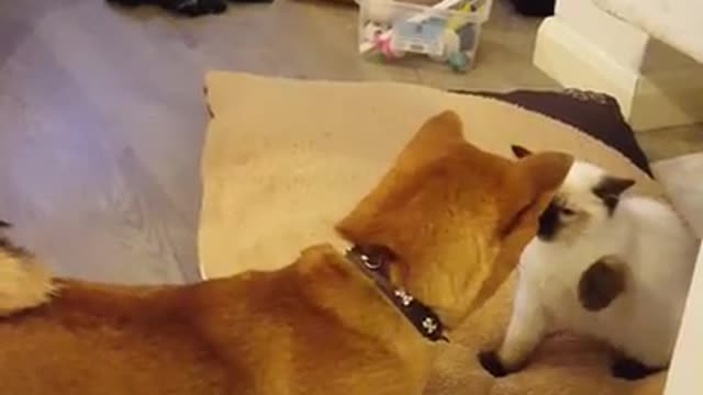 Whos boss? Shiba inu and ragdoll first meeting.