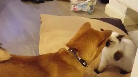 Whos boss? Shiba inu and ragdoll first meeting.