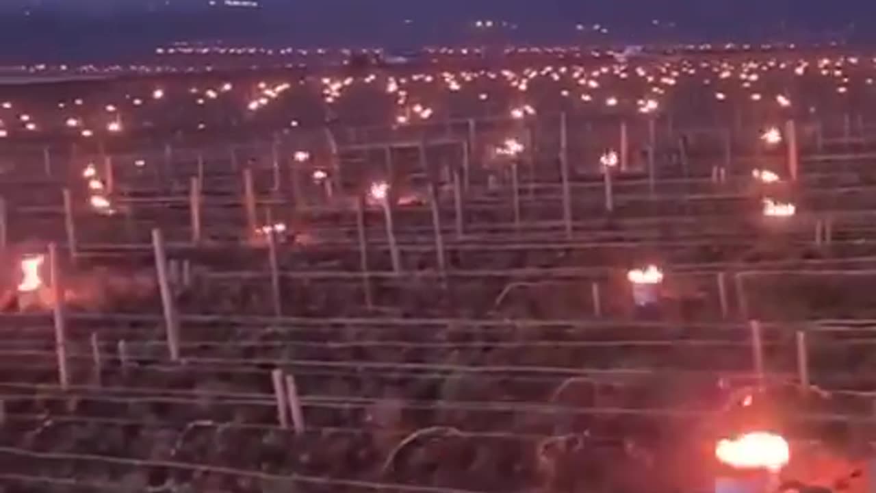Quite the view! Vineyards protect their grape harvest from spring frost with small fires.