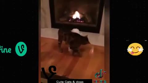 Funny animal