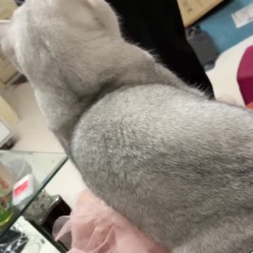 Cat video and Fanny Cat Video