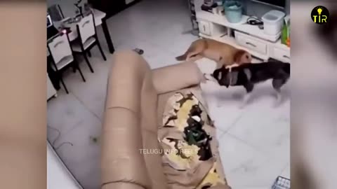 Funny Videos in#######