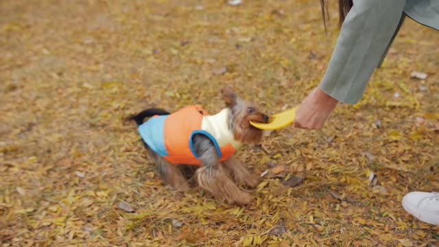 Close-up of a Flying Disc game with a Yorkshire terrier puppy in an autumn park