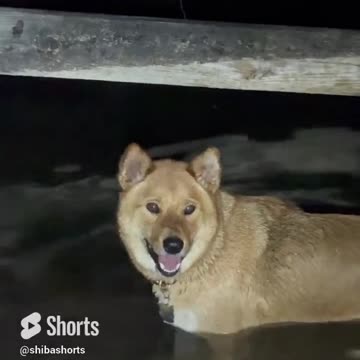 He’ll Huff and He’ll Puff and He’ll Swim Swim Swim