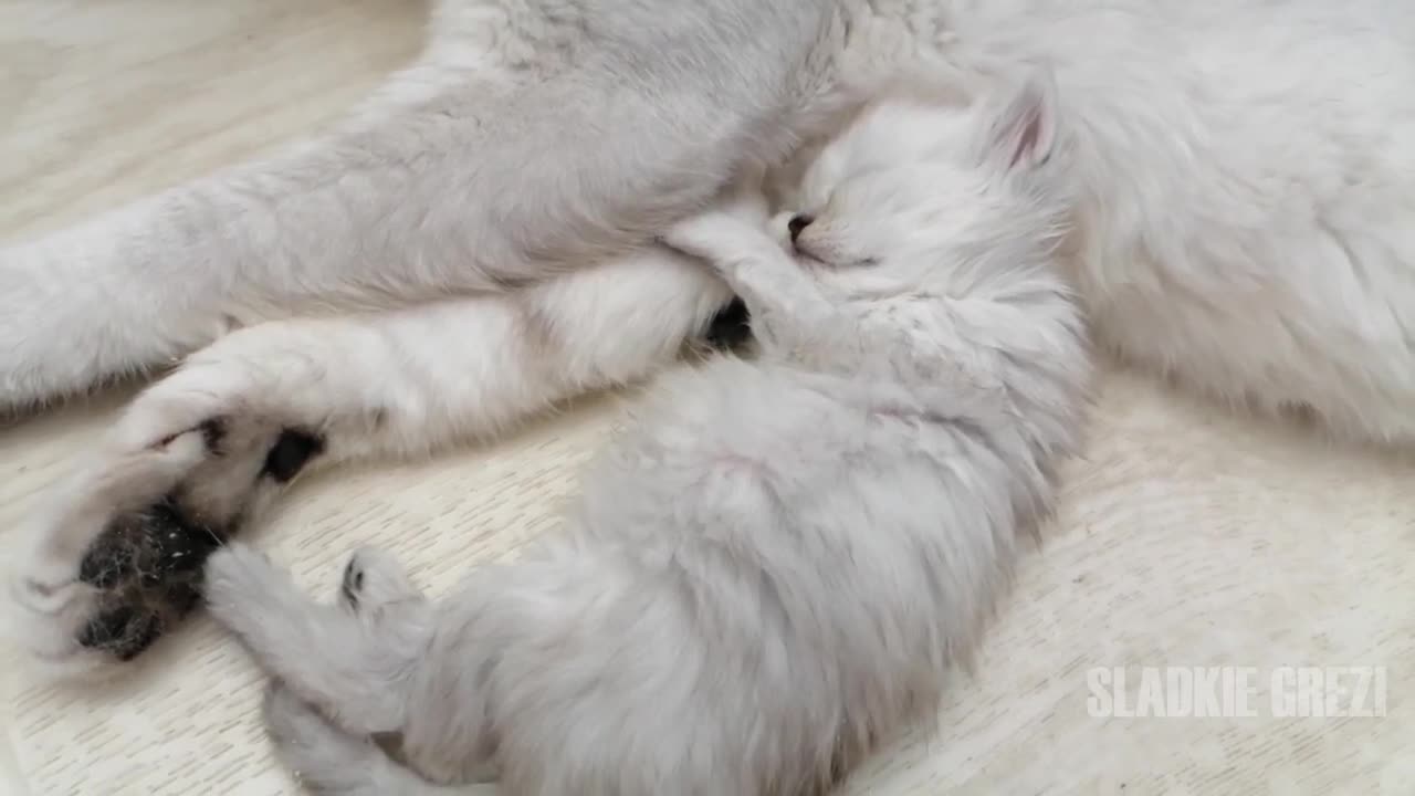 Mom cat and dad guard the sleep of their kitten _ Kitten is fast asleep