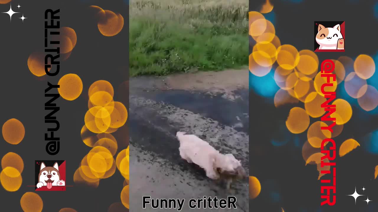 Watch 👀 These Funny Animals Videos and Try Not to Laugh!😆😆- Funny critteR