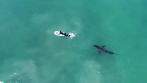 Swimmer almost becomes shark food