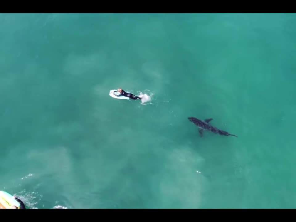 Swimmer almost becomes shark food