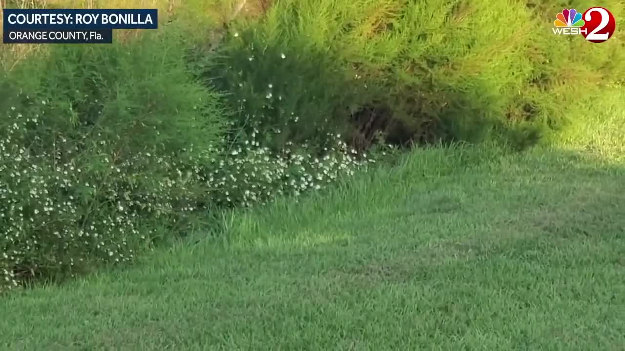 Gator garbage can capture: Florida man uses trash can to capture alligator