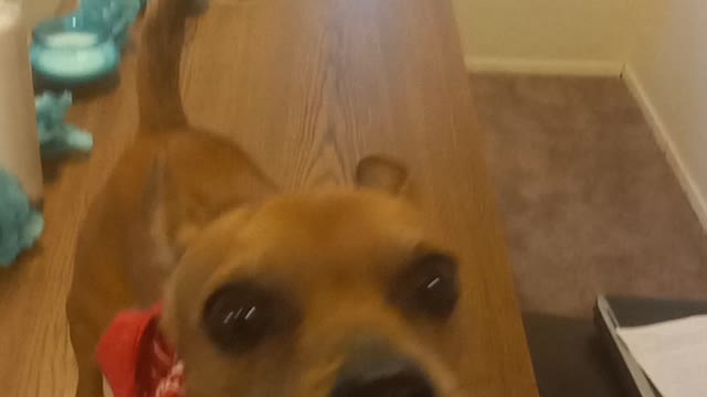 Chihuahua Singing On His Birthday