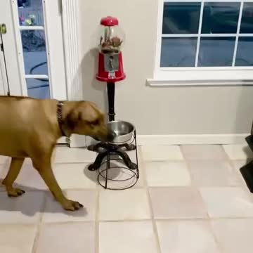 Dog lets owner know it’s dinner time