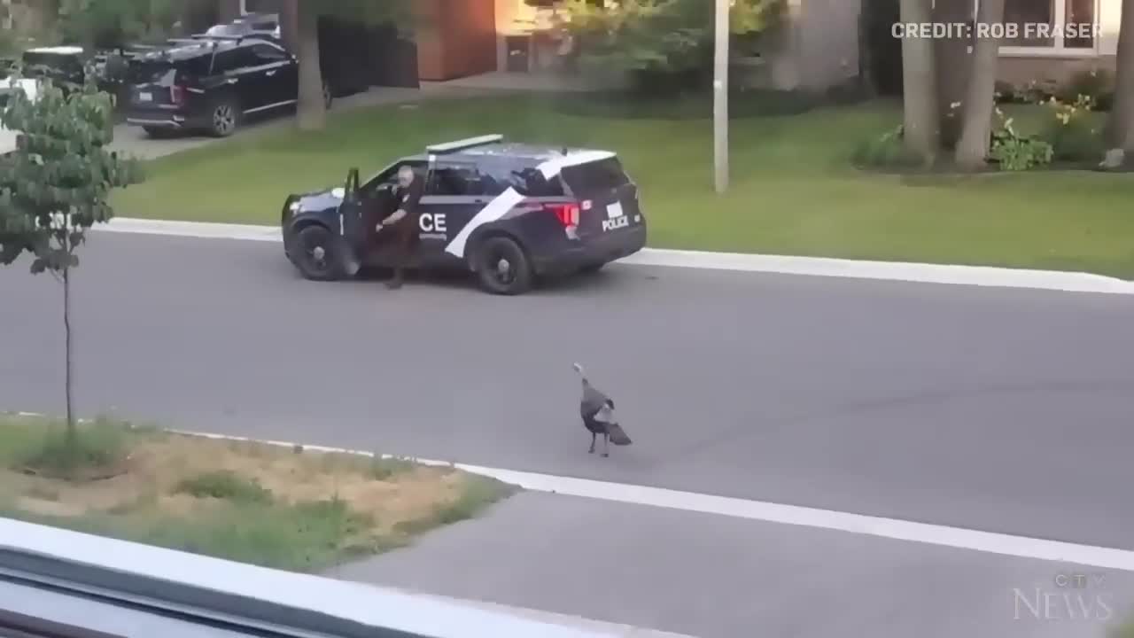 WATCH: Wild turkey faces off against Canadian police officer