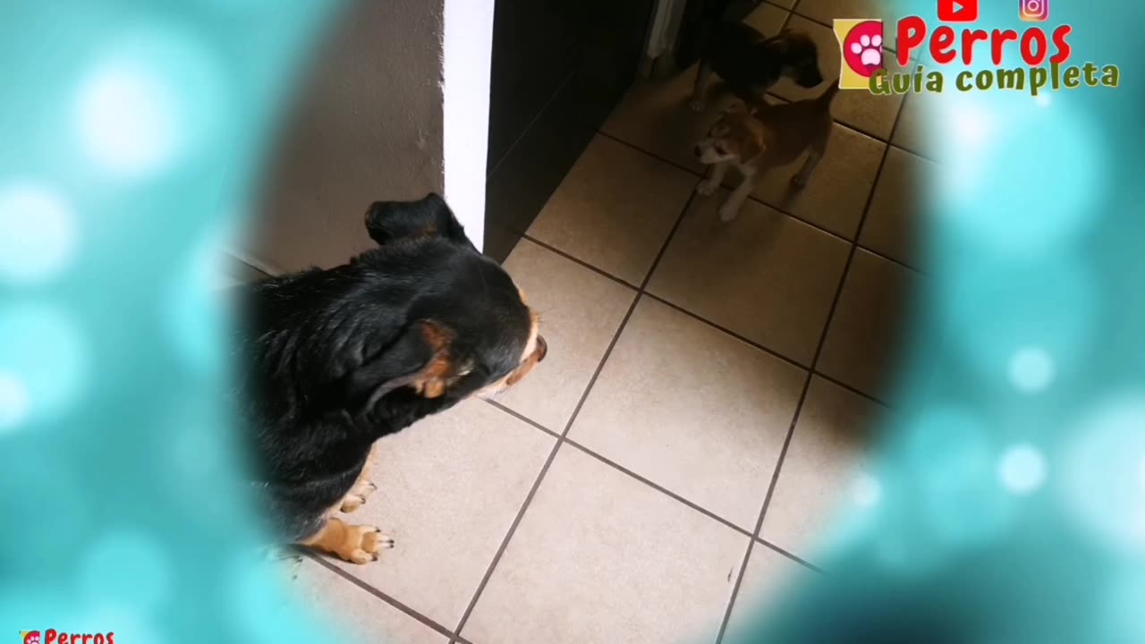 Estás por adquirir un perro? Todo esto es lo que deberás considerar...!