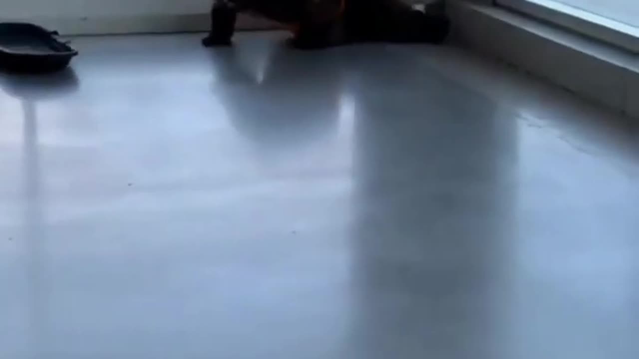 funny fails