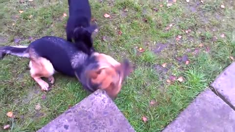 The Most Intelligent Dog Breeds in the World