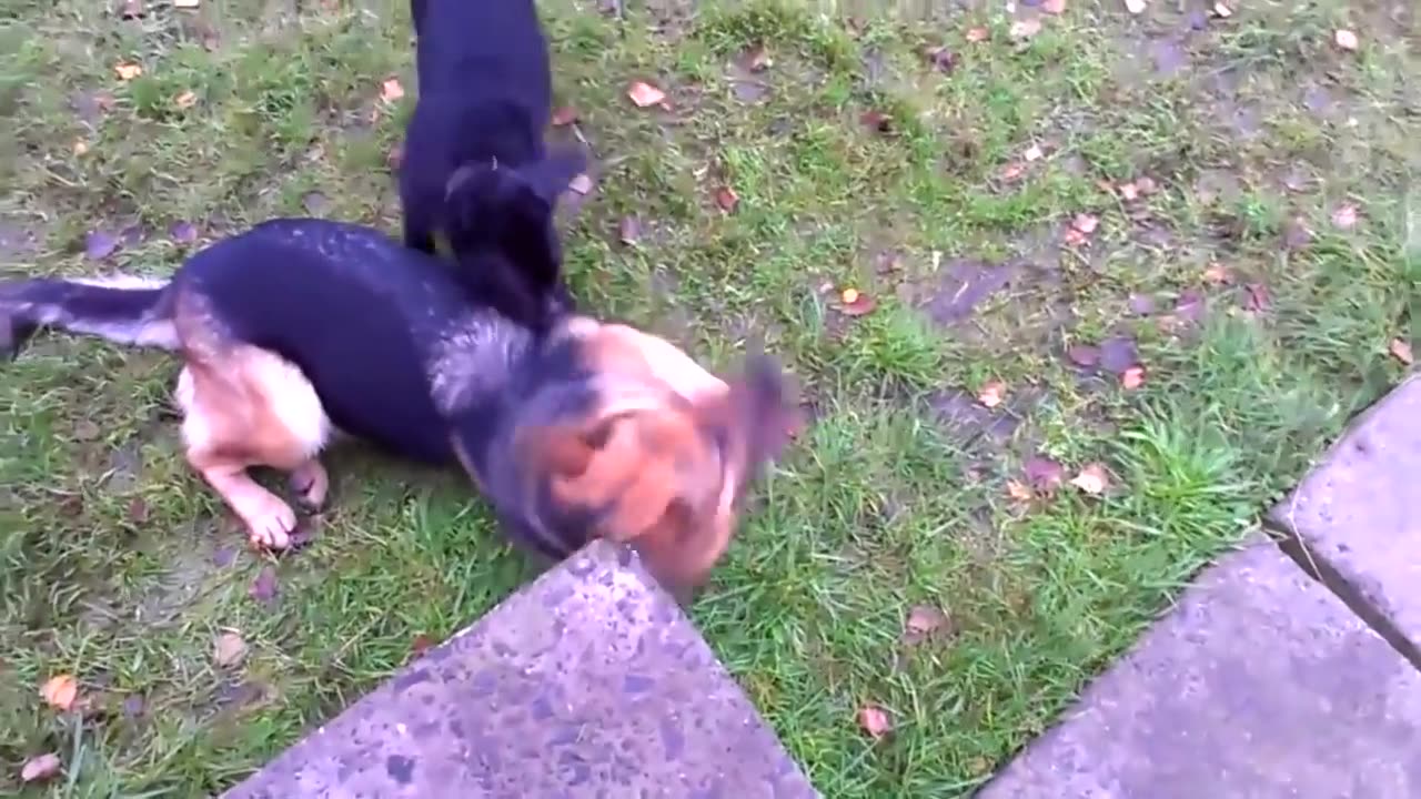 The Most Intelligent Dog Breeds in the World