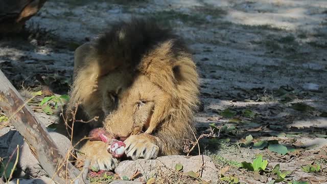 Lion eating meet