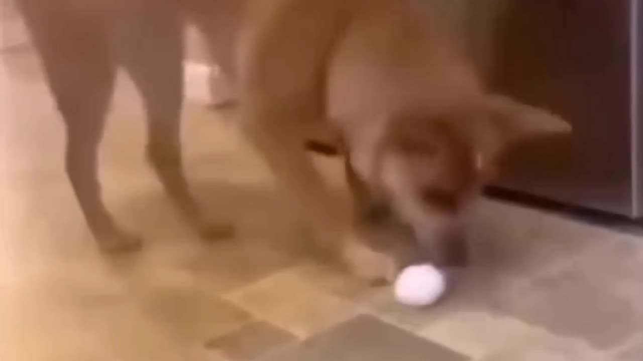 Funny Animals 2022 part 1😂😂