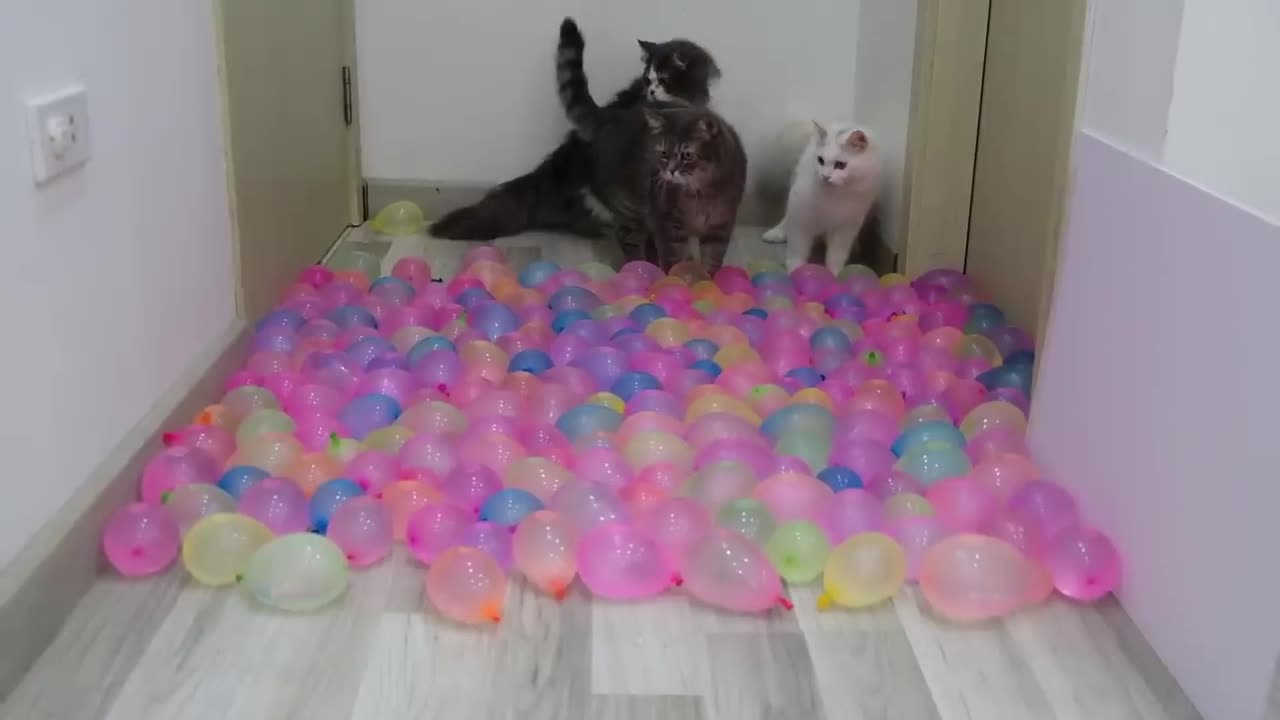 Vert Funny Cats vs Water Balloons | Test Cats IQ 😂