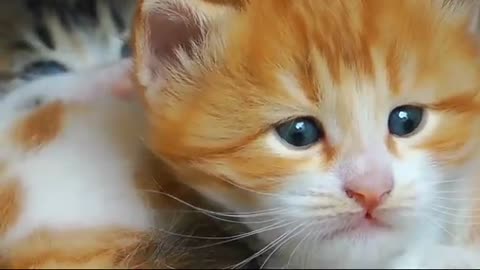 Cute Small Kitty Baby Funny Video