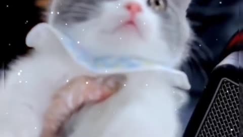 Tease the cat every day