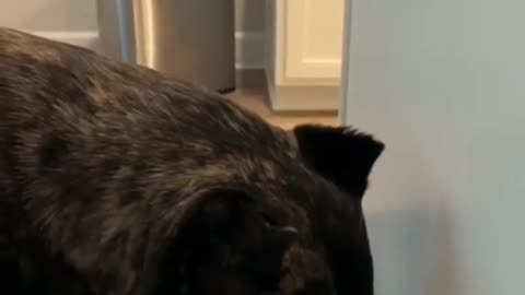 Funny Animals Videos 😂 || Funny Cute Dogs and Cute Cat 😸😺