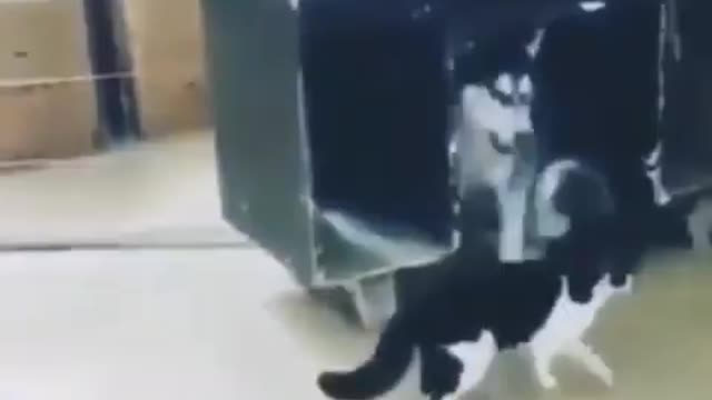 Nobody puts baby in the corner! Except the cat