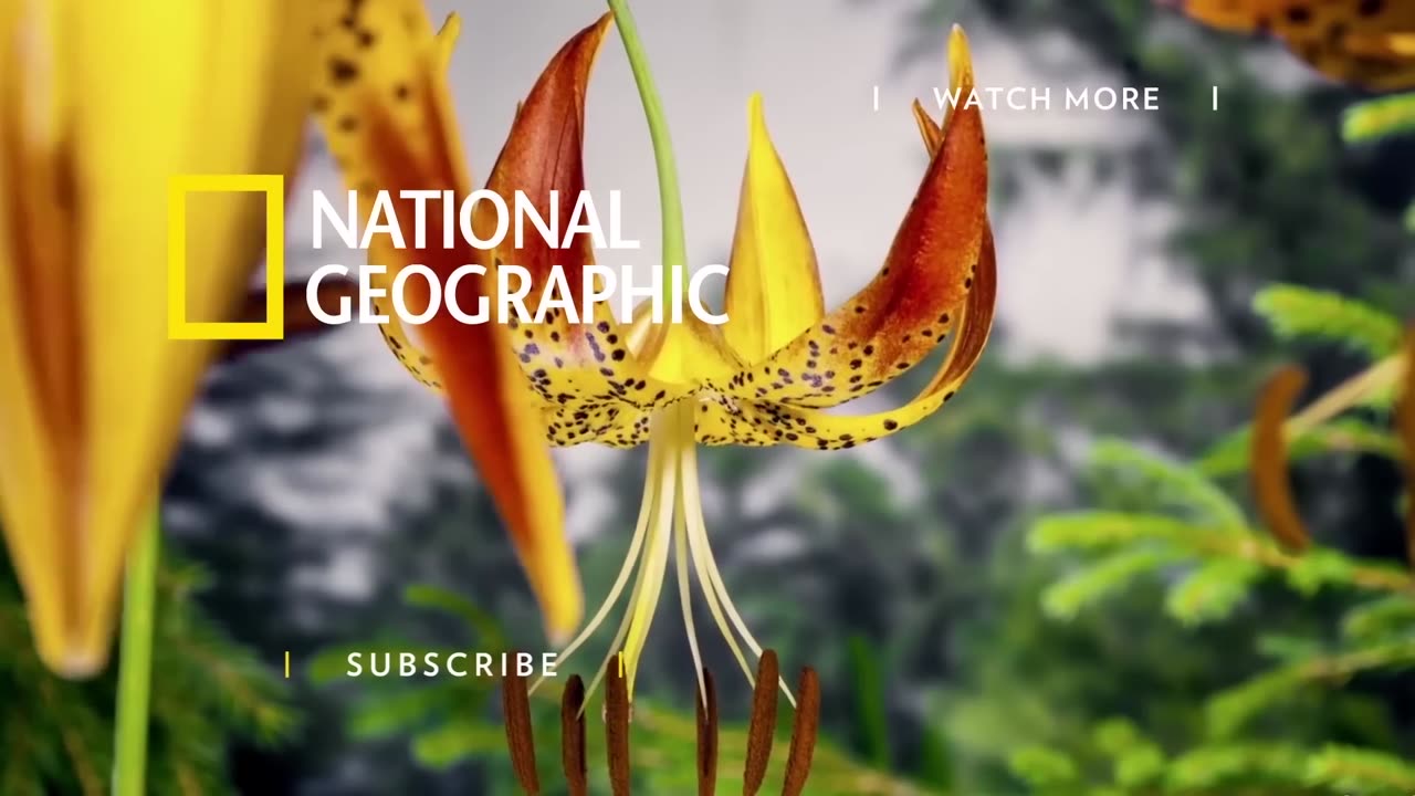 Celebrating Pride From Above (Full Episode) _ National Geographic