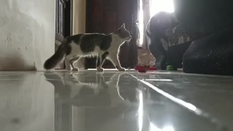 Ketika kucing sedang bermain kerjar kejaran