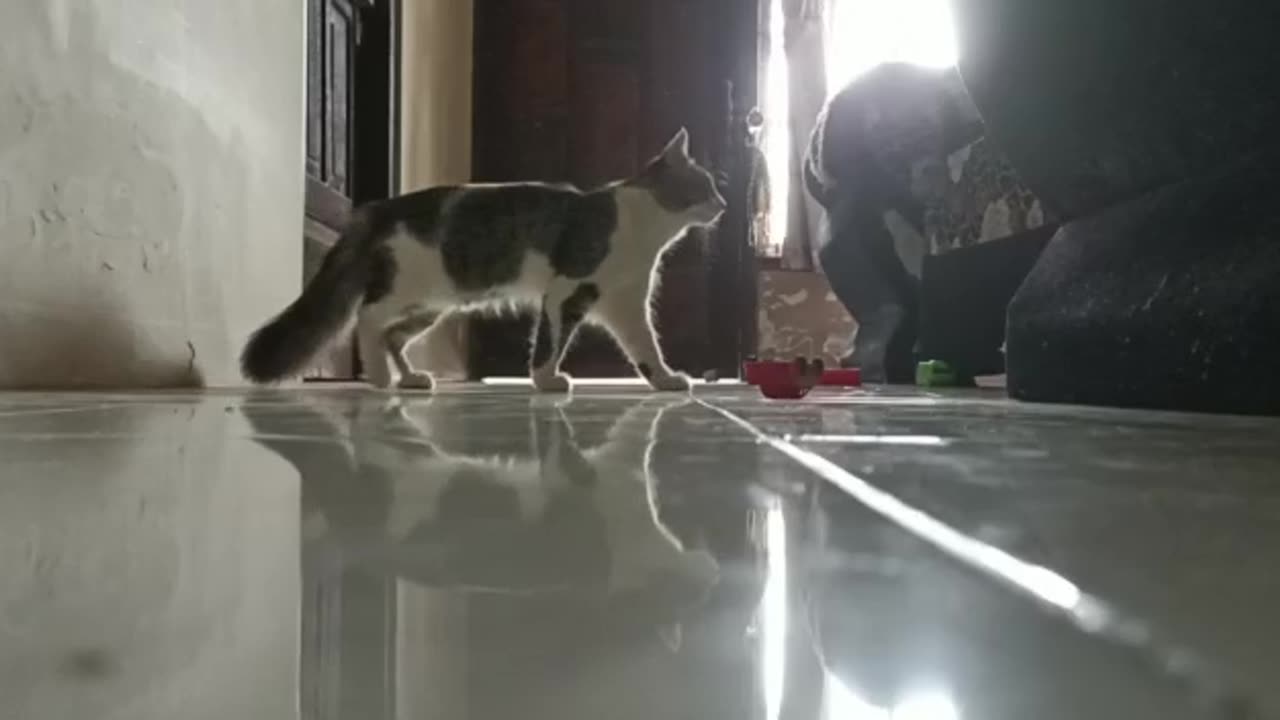 Ketika kucing sedang bermain kerjar kejaran