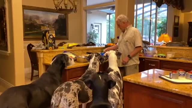 Five Great Danes Line Up For Appetizers Before Dinner👏🏽