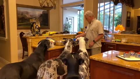 Five Great Danes Line Up For Appetizers Before Dinner👏🏽