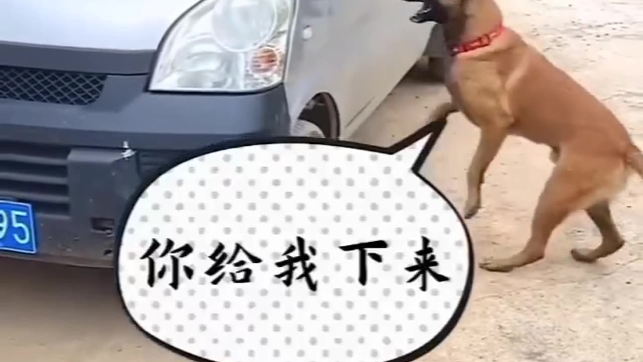 Funny dog