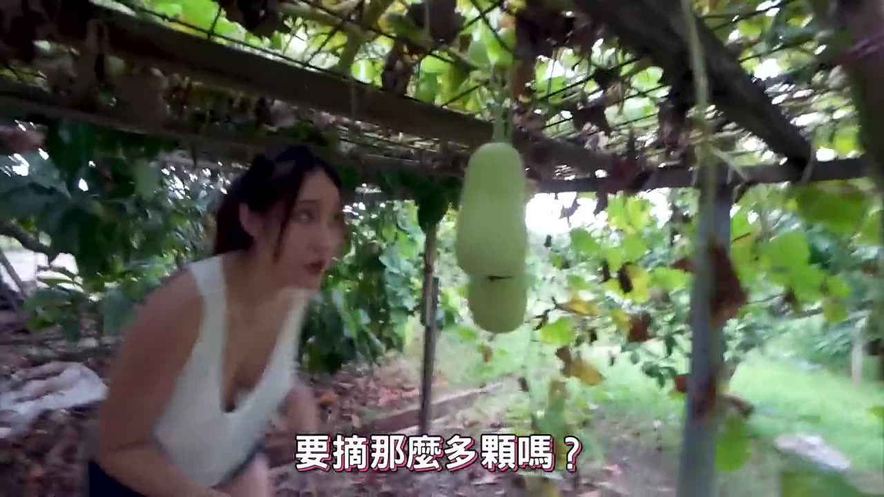 農村生活：巨大芒果採收｜Harvesting big mangoes｜大きなマンゴーの収穫｜बड़े आमों की कटाई｜Memanen mangga besar｜큰 망고 수확