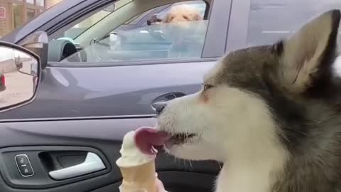 Dog enjoying ice cream