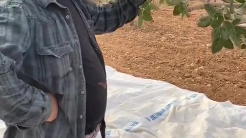 Harvesting pistachios