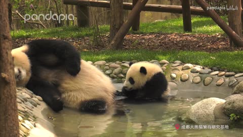 Panda mother and son are so cute.😊