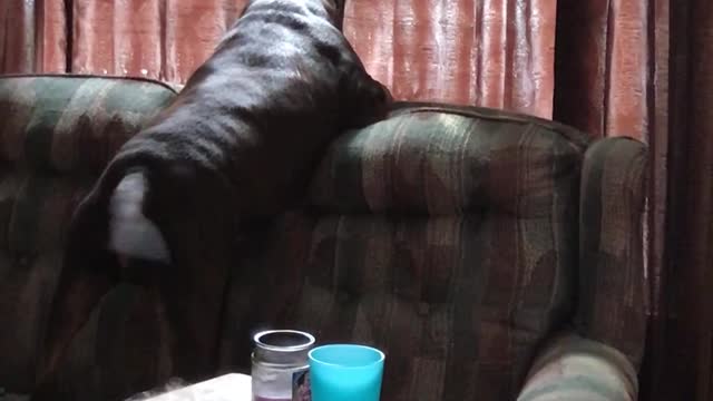 Dog gets extremely excited when girl comes home from school